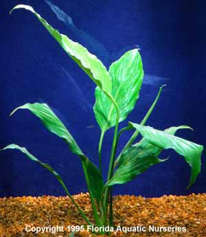 Giant Mother Plant